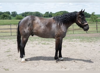 Trekpaard Mix, Ruin, 3 Jaar, Roan-Blue