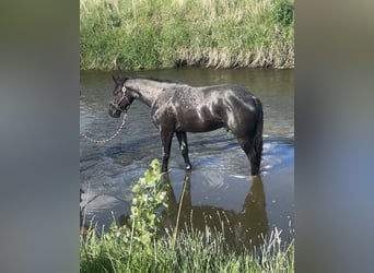 Trekpaard Mix, Ruin, 3 Jaar, Roan-Blue
