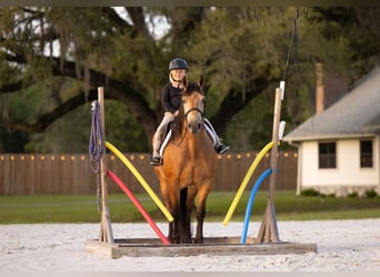 Trekpaard Mix, Ruin, 4 Jaar, 150 cm, Buckskin