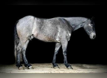 Trekpaard Mix, Ruin, 4 Jaar, 150 cm, Roan-Blue
