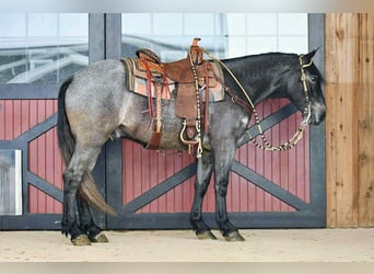 Trekpaard Mix, Ruin, 4 Jaar, 150 cm, Roan-Blue