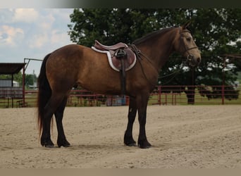 Trekpaard Mix, Ruin, 4 Jaar, 152 cm, Buckskin