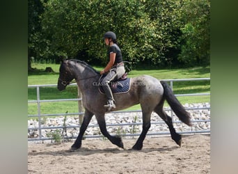 Trekpaard, Ruin, 4 Jaar, 152 cm, Roan-Blue