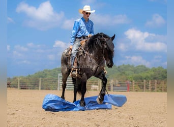 Trekpaard, Ruin, 4 Jaar, 152 cm, Roan-Blue