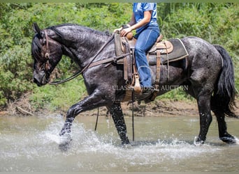 Trekpaard, Ruin, 4 Jaar, 152 cm, Roan-Blue