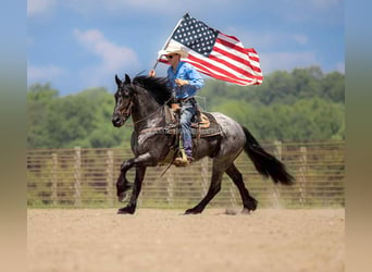 Trekpaard, Ruin, 4 Jaar, 152 cm, Roan-Blue