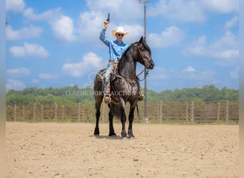 Trekpaard, Ruin, 4 Jaar, 152 cm, Roan-Blue