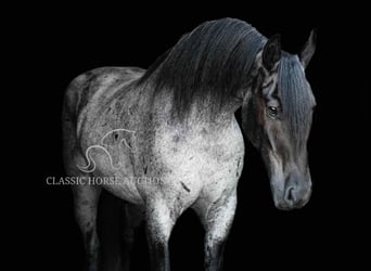 Trekpaard, Ruin, 4 Jaar, 152 cm, Roan-Blue