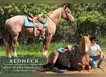 Trekpaard Mix, Ruin, 4 Jaar, 152 cm, Roan-Red