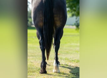Trekpaard Mix, Ruin, 4 Jaar, 155 cm, Brauner