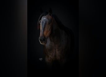 Trekpaard Mix, Ruin, 4 Jaar, 155 cm, Brauner