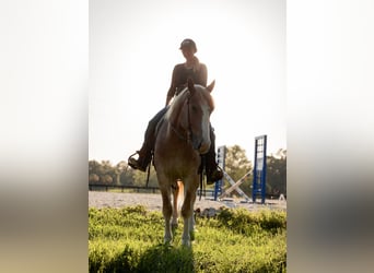 Trekpaard Mix, Ruin, 4 Jaar, 155 cm, Roan-Red