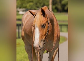 Trekpaard Mix, Ruin, 4 Jaar, 155 cm, Roan-Red