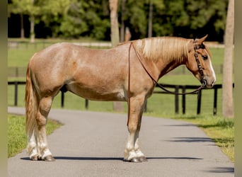 Trekpaard Mix, Ruin, 4 Jaar, 155 cm, Roan-Red