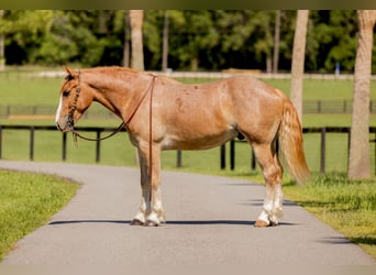 Trekpaard Mix, Ruin, 4 Jaar, 155 cm, Roan-Red