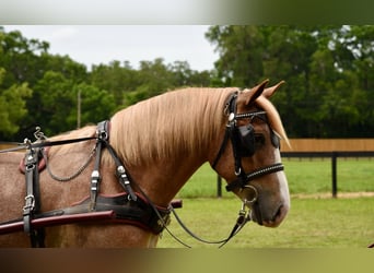 Trekpaard Mix, Ruin, 4 Jaar, 155 cm, Roan-Red