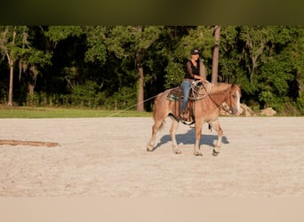 Trekpaard Mix, Ruin, 4 Jaar, 155 cm, Roan-Red