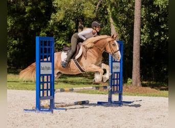 Trekpaard Mix, Ruin, 4 Jaar, 155 cm, Roan-Red