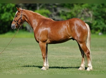 Trekpaard Mix, Ruin, 4 Jaar, 155 cm, Roodvos