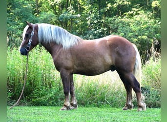 Trekpaard Mix, Ruin, 4 Jaar, 155 cm