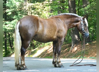 Trekpaard Mix, Ruin, 4 Jaar, 155 cm