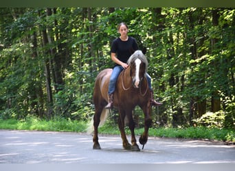 Trekpaard Mix, Ruin, 4 Jaar, 155 cm