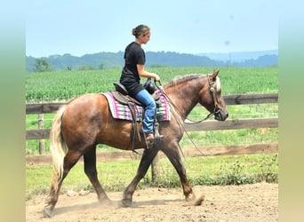 Trekpaard Mix, Ruin, 4 Jaar, 155 cm