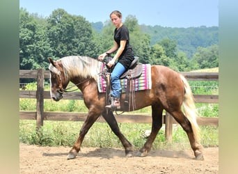Trekpaard Mix, Ruin, 4 Jaar, 155 cm