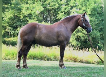 Trekpaard Mix, Ruin, 4 Jaar, 155 cm