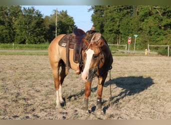 Trekpaard Mix, Ruin, 4 Jaar, 160 cm, Red Dun