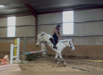 Trekpaard, Ruin, 4 Jaar, 160 cm, Schimmel