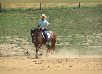 Trekpaard Mix, Ruin, 4 Jaar, 163 cm, Bruin