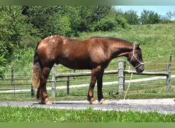 Trekpaard Mix, Ruin, 4 Jaar, 163 cm, Bruin