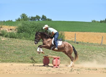 Trekpaard Mix, Ruin, 4 Jaar, 163 cm, Bruin