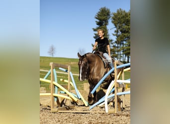 Trekpaard Mix, Ruin, 4 Jaar, 163 cm, Grullo