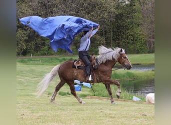 Trekpaard Mix, Ruin, 4 Jaar, 163 cm, Palomino