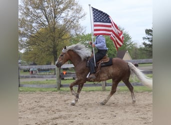 Trekpaard Mix, Ruin, 4 Jaar, 163 cm, Palomino