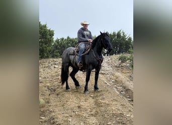 Trekpaard, Ruin, 4 Jaar, 163 cm, Roan-Blue