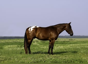 Trekpaard, Ruin, 4 Jaar, 163 cm, Roodbruin