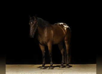 Trekpaard, Ruin, 4 Jaar, 163 cm, Roodbruin