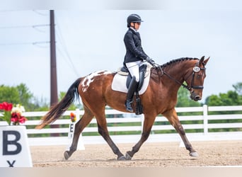 Trekpaard, Ruin, 4 Jaar, 163 cm, Roodbruin