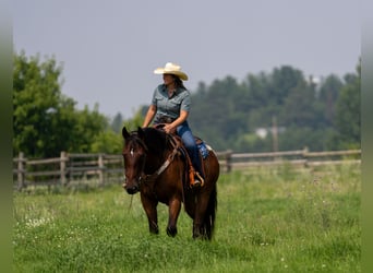 Trekpaard, Ruin, 4 Jaar, 163 cm, Roodbruin