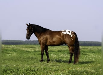 Trekpaard, Ruin, 4 Jaar, 163 cm, Roodbruin
