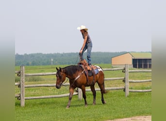 Trekpaard, Ruin, 4 Jaar, 163 cm, Roodbruin