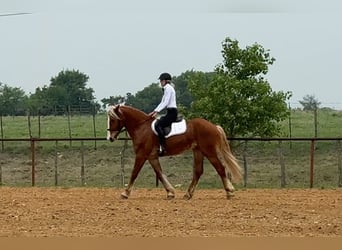 Trekpaard Mix, Ruin, 4 Jaar, 163 cm, Roodvos