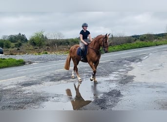 Trekpaard, Ruin, 4 Jaar, 164 cm, Donkere-vos