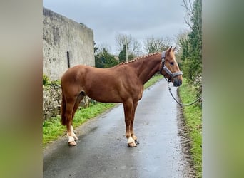 Trekpaard, Ruin, 4 Jaar, 164 cm, Donkere-vos