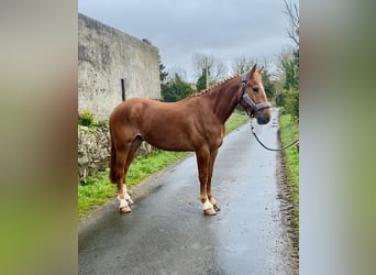 Trekpaard, Ruin, 4 Jaar, 164 cm, Donkere-vos