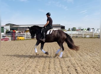Trekpaard, Ruin, 4 Jaar, 164 cm, Roan-Blue