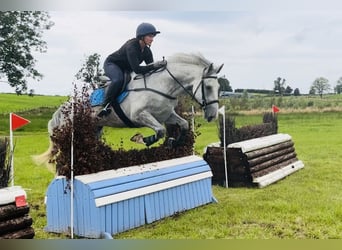 Trekpaard, Ruin, 4 Jaar, 164 cm, Schimmel